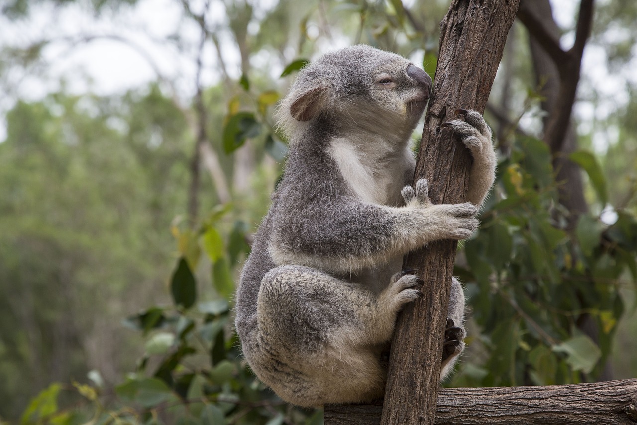 Brisbane: Brisbane - Eukalyptus mit Koala (Australien)