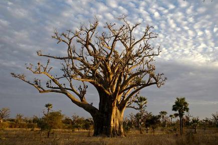 Afrika: Baobab Baum, Afrika