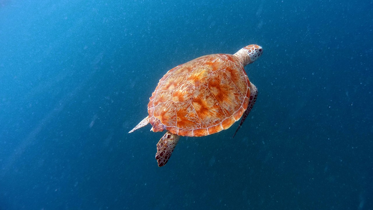 Male: Meeresschildkröten, Tauchen, Male (Atolle, Maledieven)