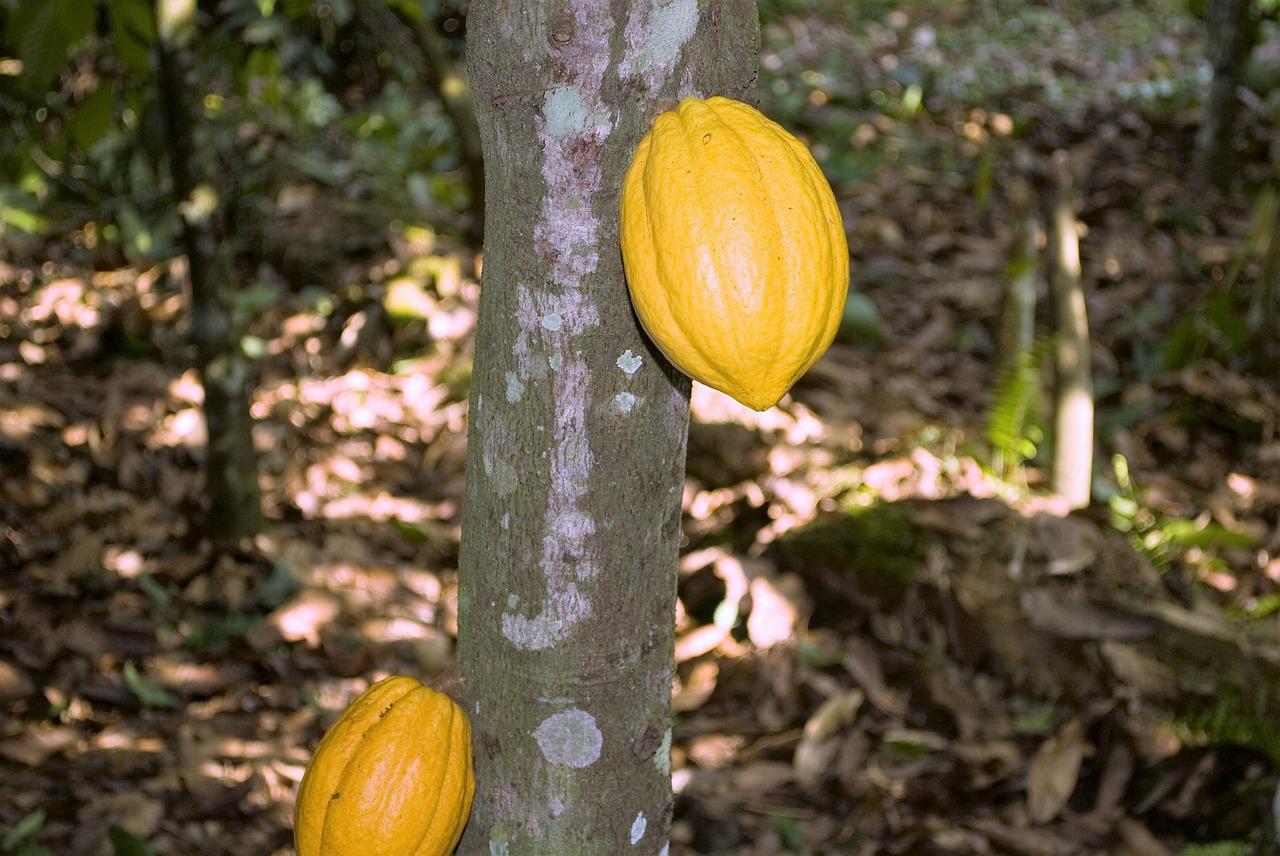 Cocoa-Baum, Ghana