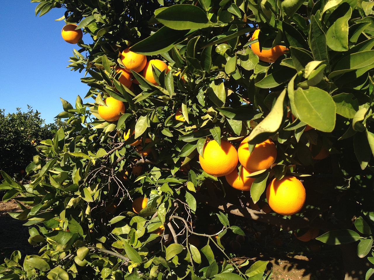 Valencia: Valencia, Orangenanbau mit Orangen-Heine