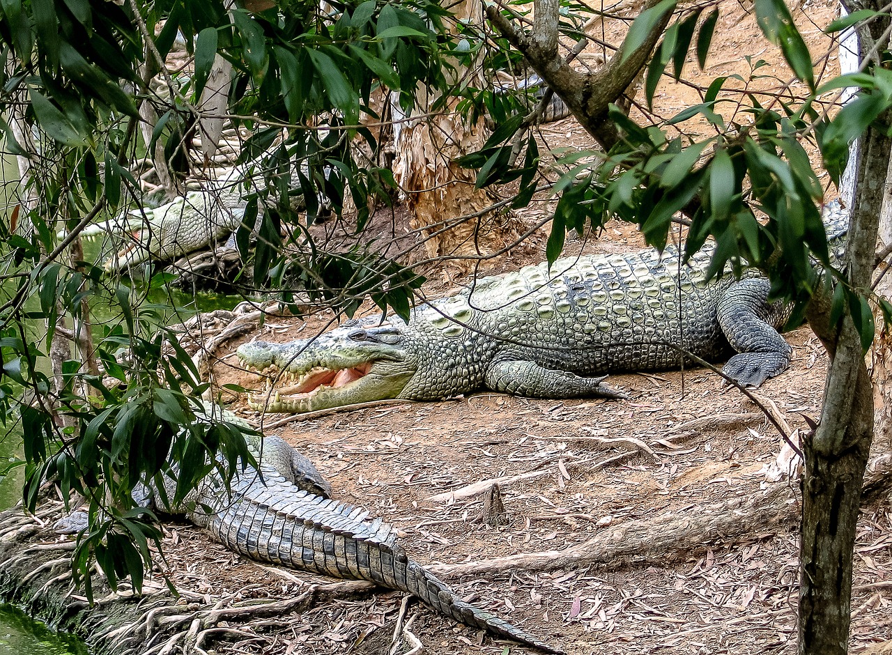 Cairns (Queensland) - Krokodile
