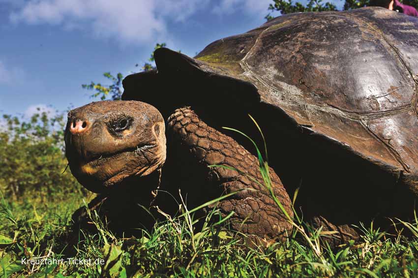 Riesenschildkröte Galapagos | Silver Galapagos