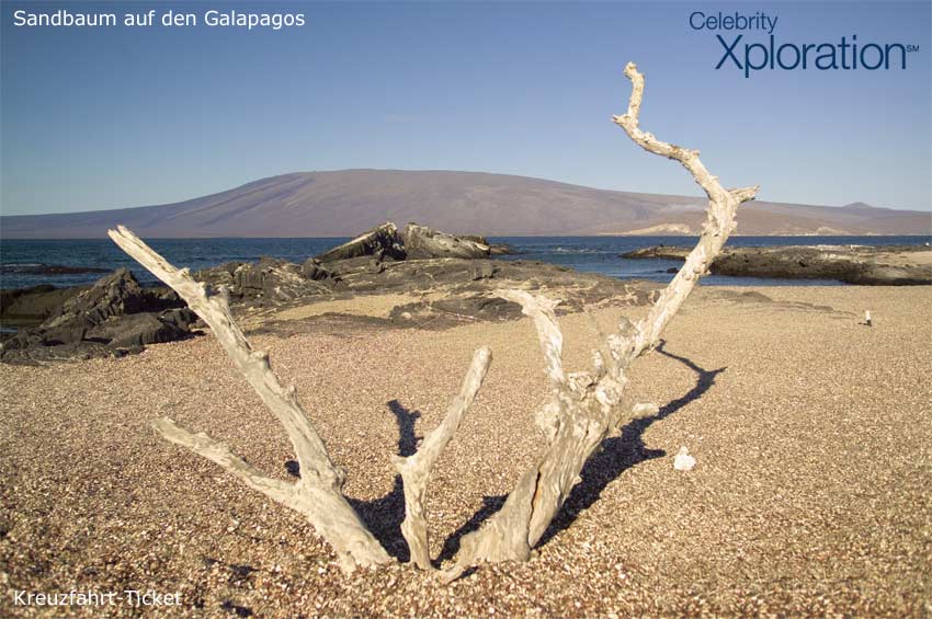 Sandbaum | Galapagos Inseln