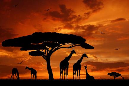 Afrika: Giraffen i m Sonneuntergang