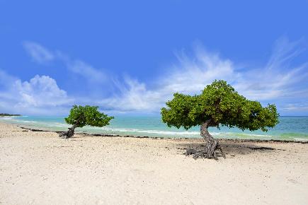 Divi Divi Baum, Aruba 