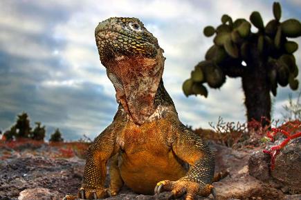 Eidechse (Iguana) auf den Galapagos