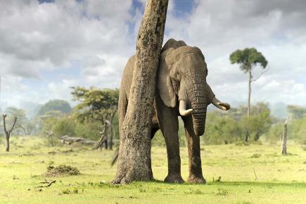Elefanten in Kenia, Ostafrika