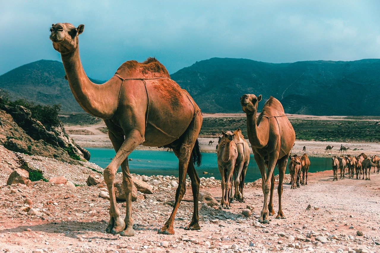 Kamelzug Salalah im Oman