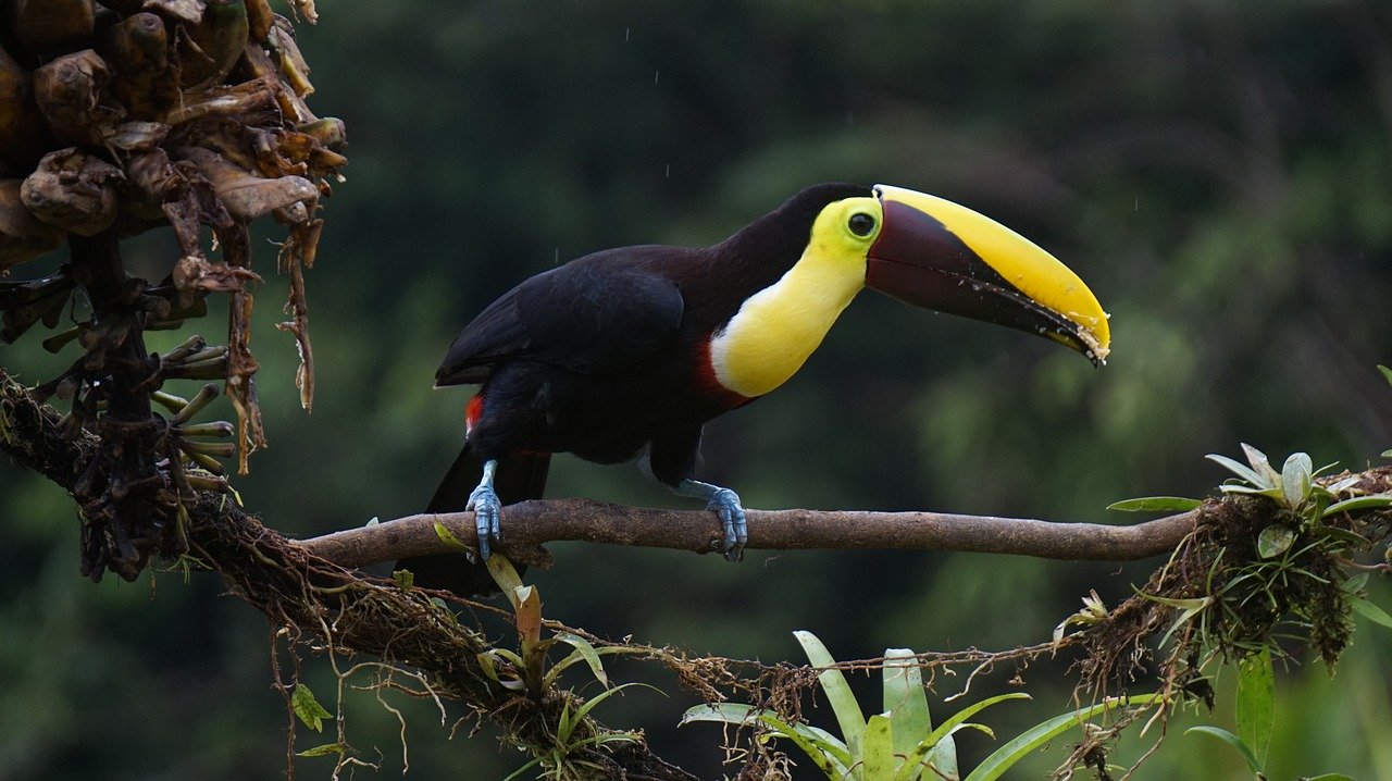 Toucan in Puntarenas (Costa Rica)